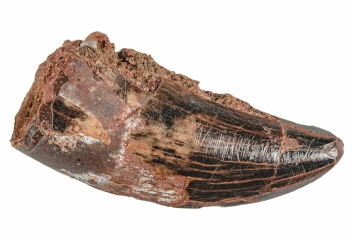Juvenile Carcharodontosaurus Tooth #214446